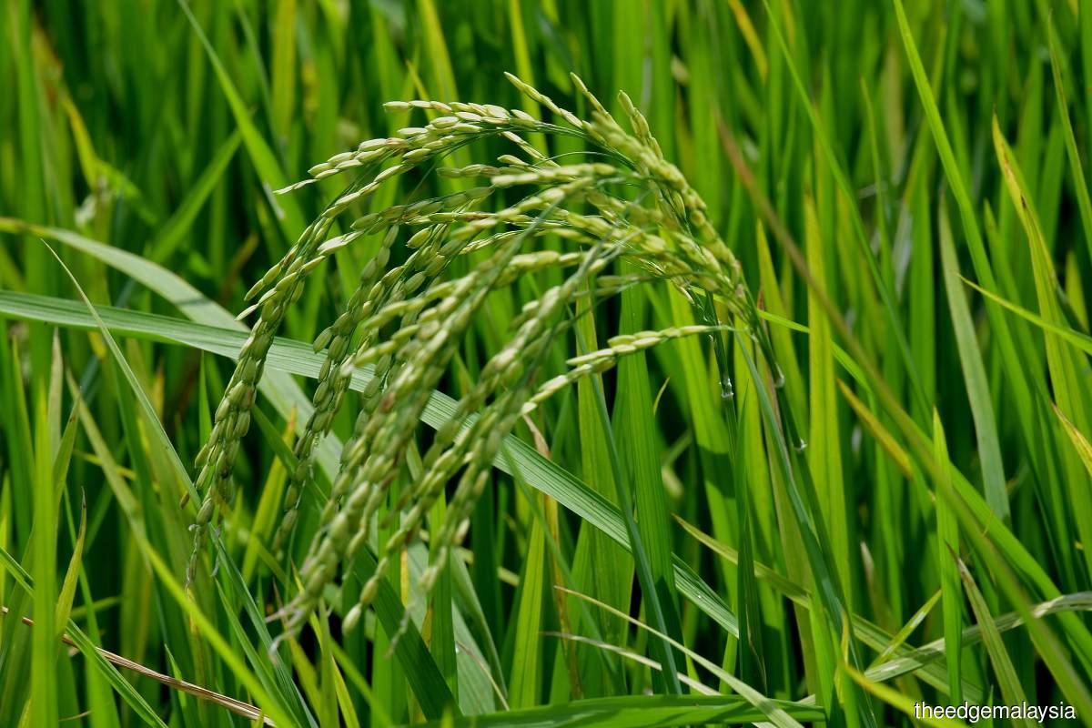 New ceiling price for certified paddy seeds effective immediately